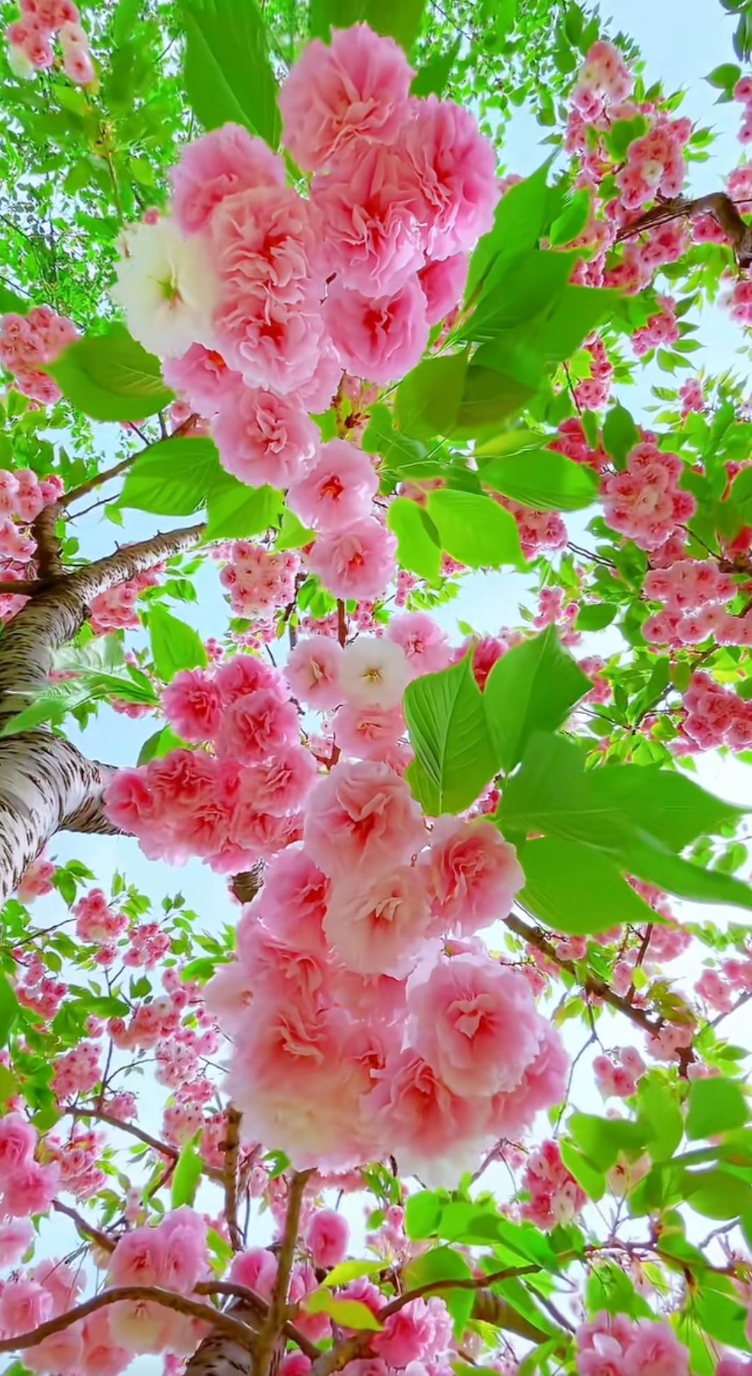 站桩是一种修道我们进行站桩锻炼，最开始是为了身体健康，慢慢的深入锻炼，我们追求