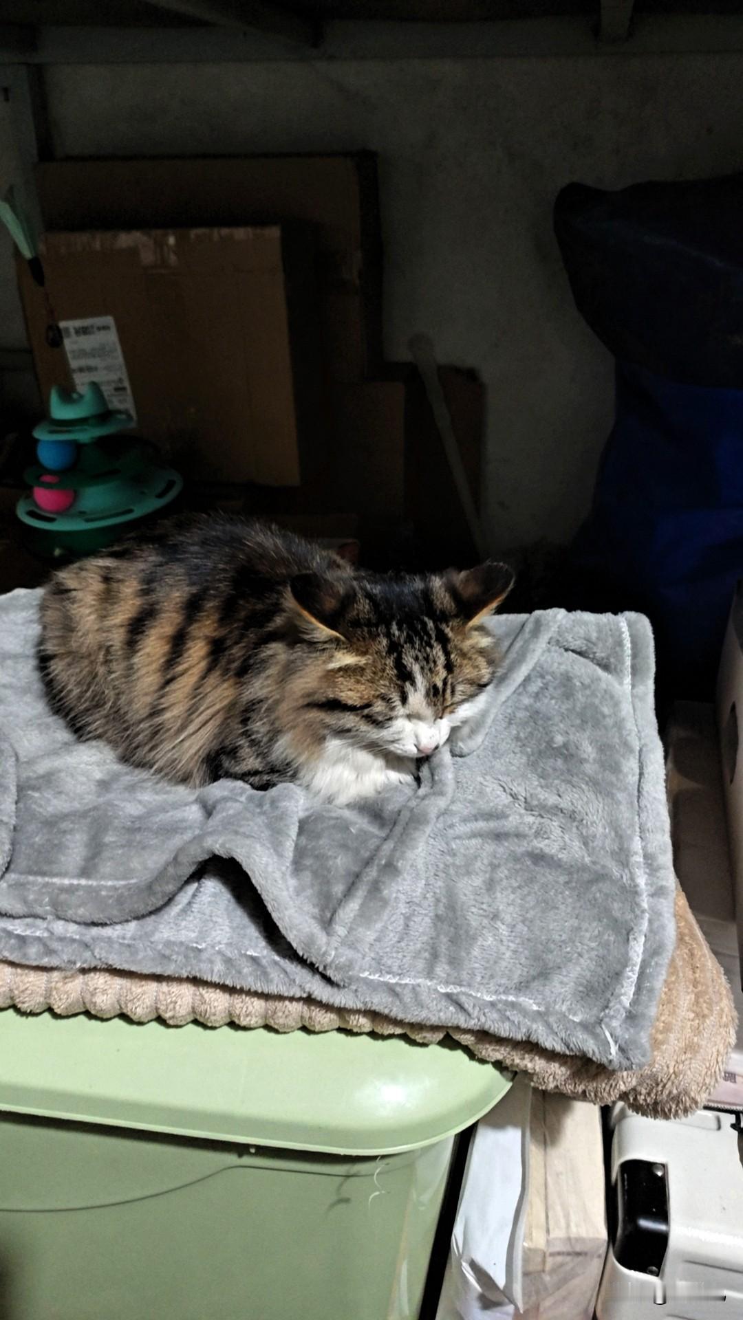 我家猫真的是睡觉界摆烂冠军！各种奇形怪状的姿势说来就来，四脚朝天露着小肚皮，