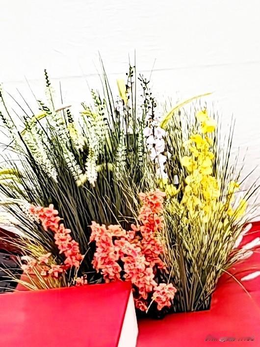 又给友们晒图喽！因为头条喜欢拍摄。我原本就喜欢花草，现在加上一个更字。