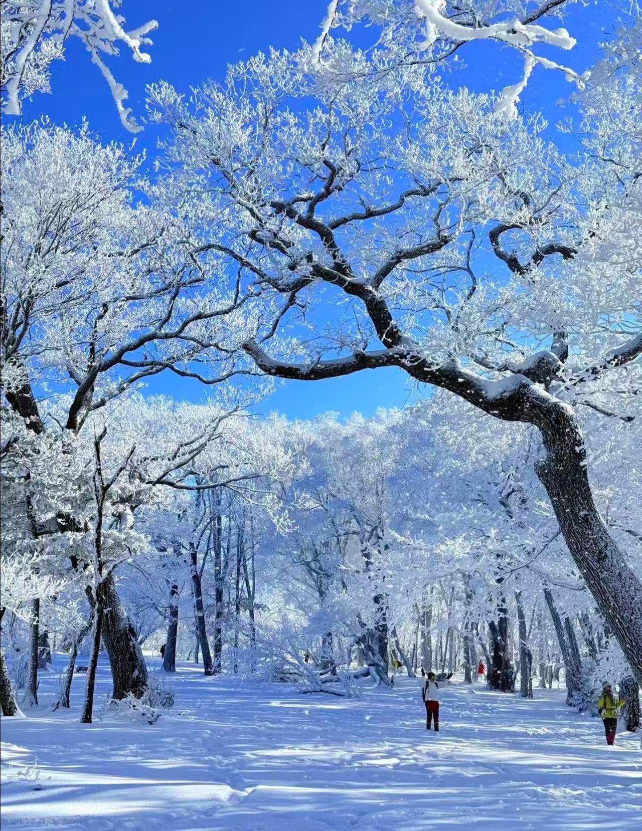 寒江雪柳，玉树琼花❄吉林雾凇太美了吧！借着来吉林出差的机会专门去雾凇岛观赏了