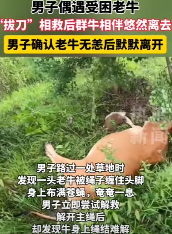 “积大德了！”5月27日，广东阳江，一男子在下山偶遇一只老牛被困，被绳子缠住了手
