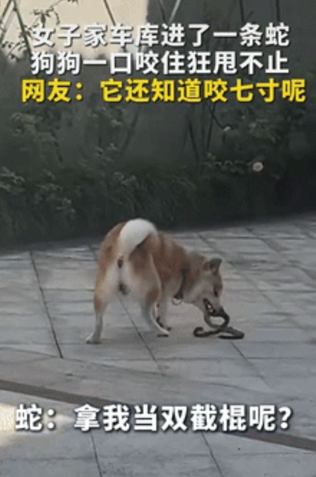 “狗立大功了！”浙江绍兴，一女子发现自家车库进了条蛇后，被吓的崩溃大叫，狗狗听到