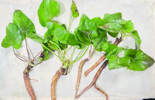科学家发现传统草药关键成分可对抗银环蛇毒