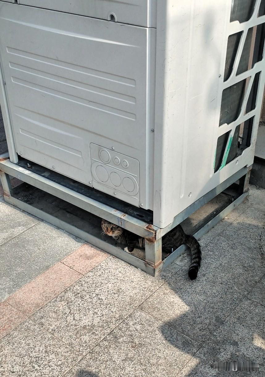 因为失业人员大多是中年人，中年人找工作不好找，没办法跑去送外卖，养家糊口。我认