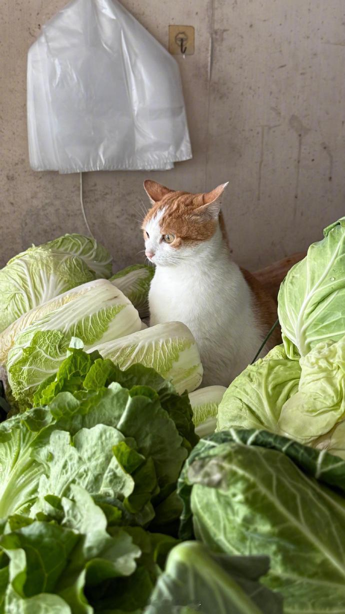 猫老板怎么卖😻