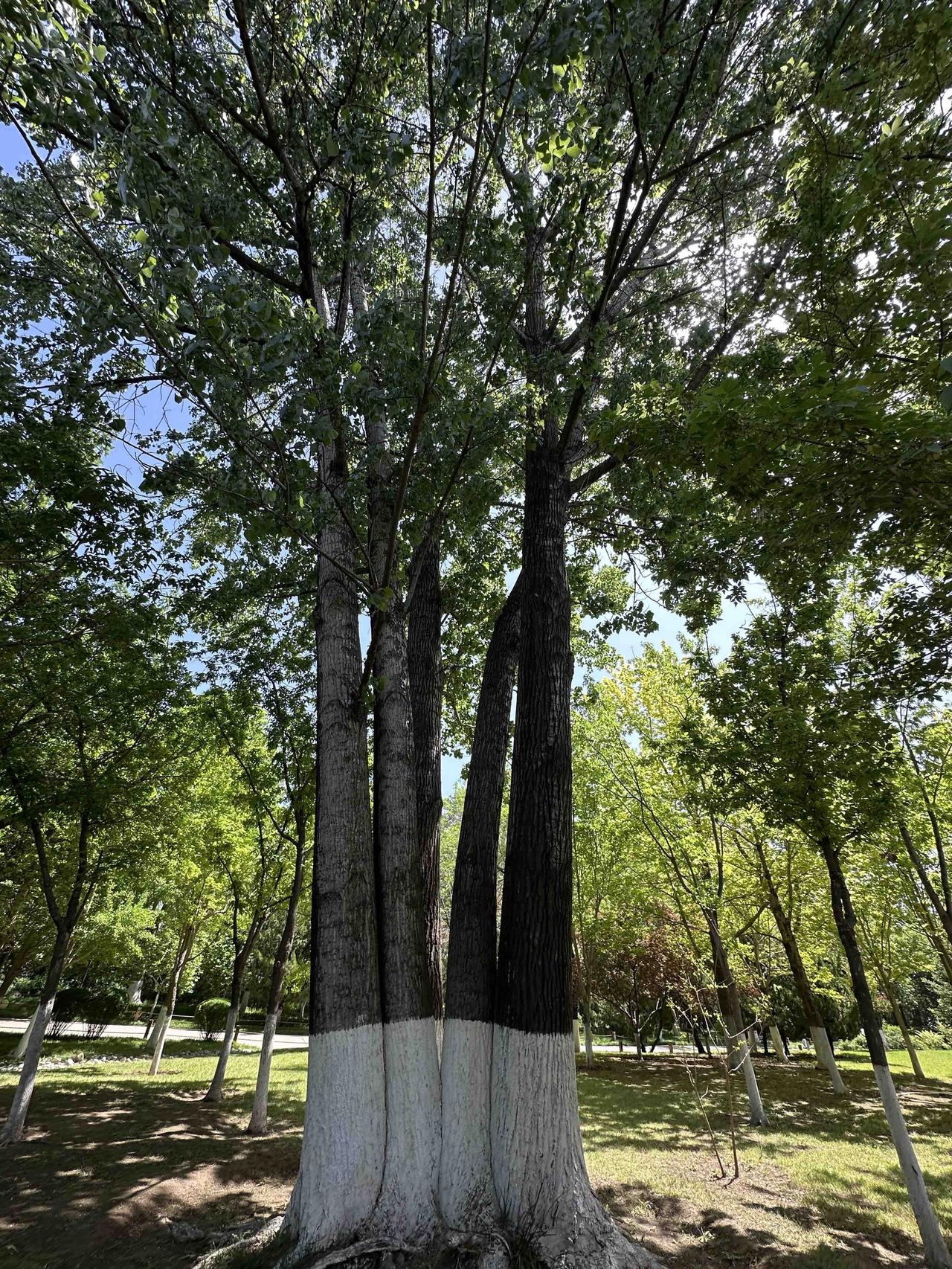 大济南还是很美的啊！“人间四月芳菲尽，山寺桃花始盛开”，红叶谷依然生机盎然，郁