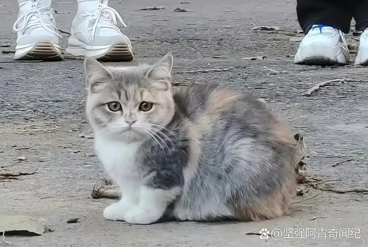 哎呀！这难道是流浪猫猫的公主吗？