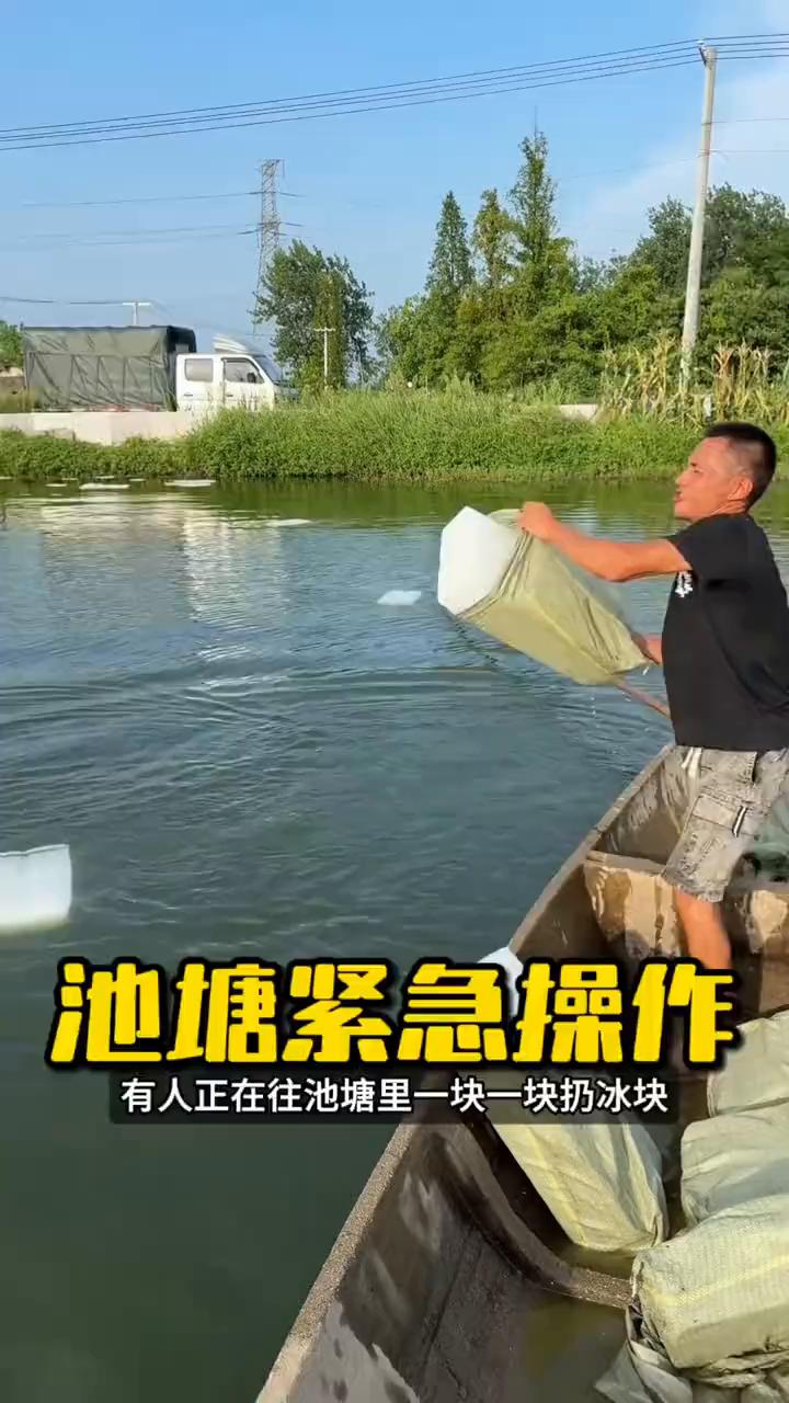 池塘紧急操作。注意看，有人正在往池塘里一块一块扔冰块，每扔一块都是钱，看着像在