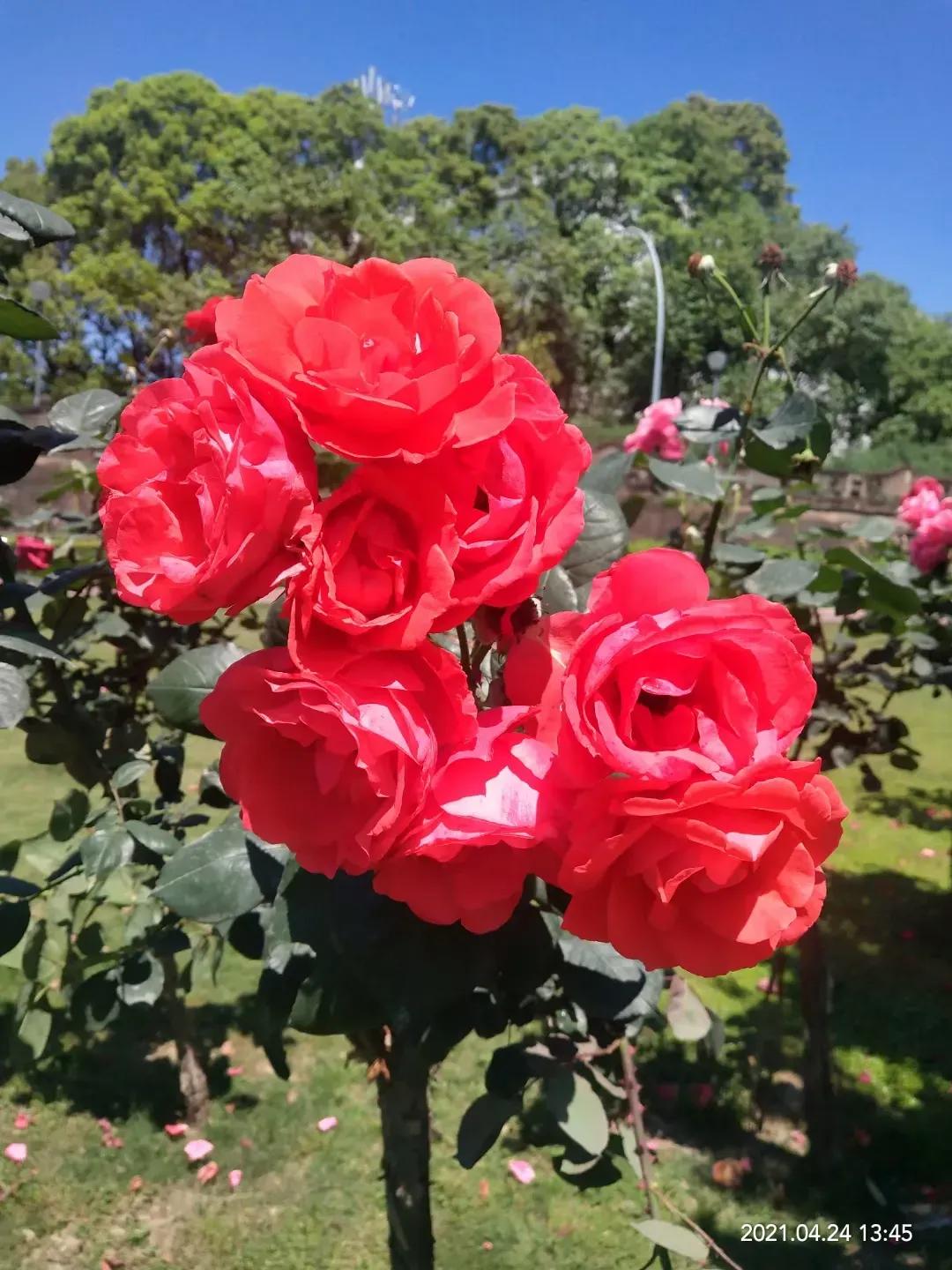 时光有序，月季无痕。她不是玫瑰，胜似牡丹在公园里，马路边，窗台上，随处都可以