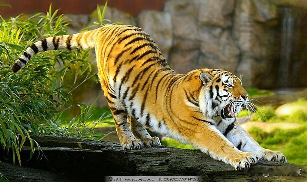 生肖虎晚年适合再婚吗｜答案很现实属虎的人，一生要强，半生都在自己扛。