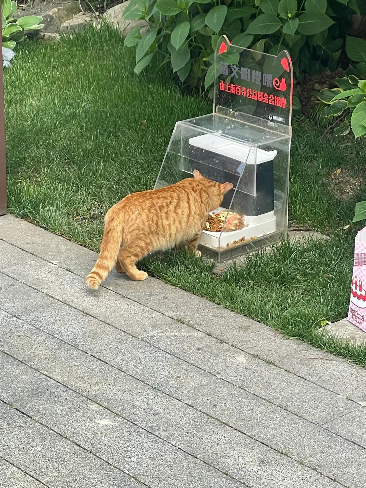 小区里的流浪猫投喂点，希望可以推广学习！