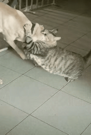 别被萌态骗了！狸花猫才是猫狗界隐藏的“战力王者”刷到小黄狗