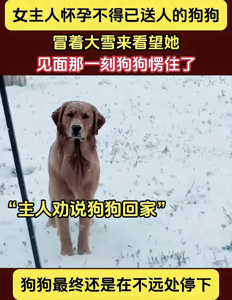 狗是一个忠诚而有灵性的动物，对主人无比的忠诚，一个女子养了一条金毛，因为自己怀孕