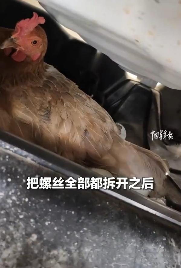 活久见！河南南阳，女子最近每次开车出门都能听到异响，可翻遍了车子也没发现问题出在