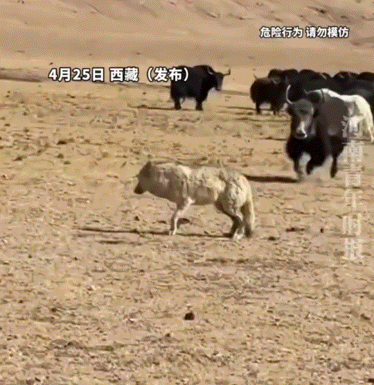 生存法则太残酷了，网友近距离拍下，野狼遭遇牦牛撞击，期间虽然野狼已经直接躺地“装