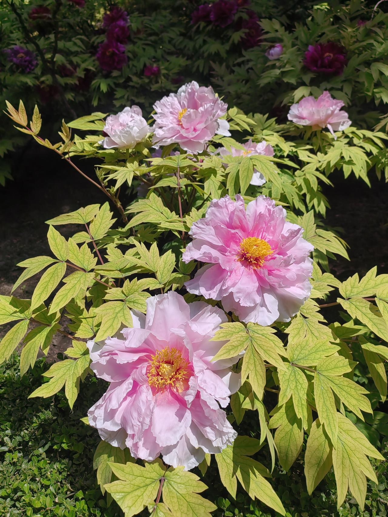 景山公园的牡丹啊，品种太多，面积太大，三个多小时了，还没欣赏完呢。一棵