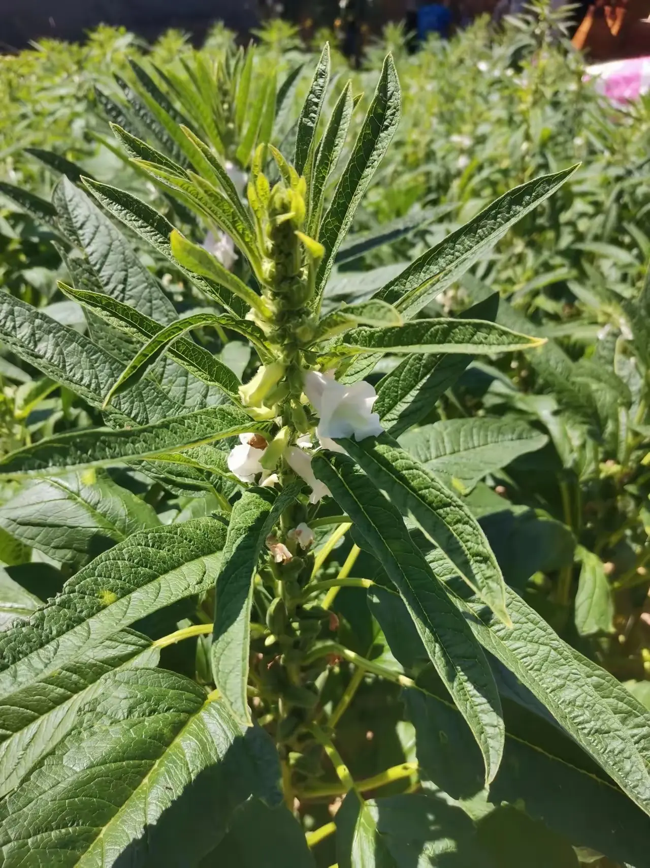 我敢说认识这种植物的，也就是六七时年代的人来了，家人们在你那里它是一种什么植物，