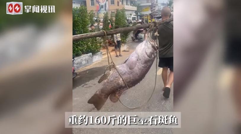海南海口一渔民在海上捕鱼时,一网下去竟捞上来一条160斤重的巨型石斑鱼!这条鱼体