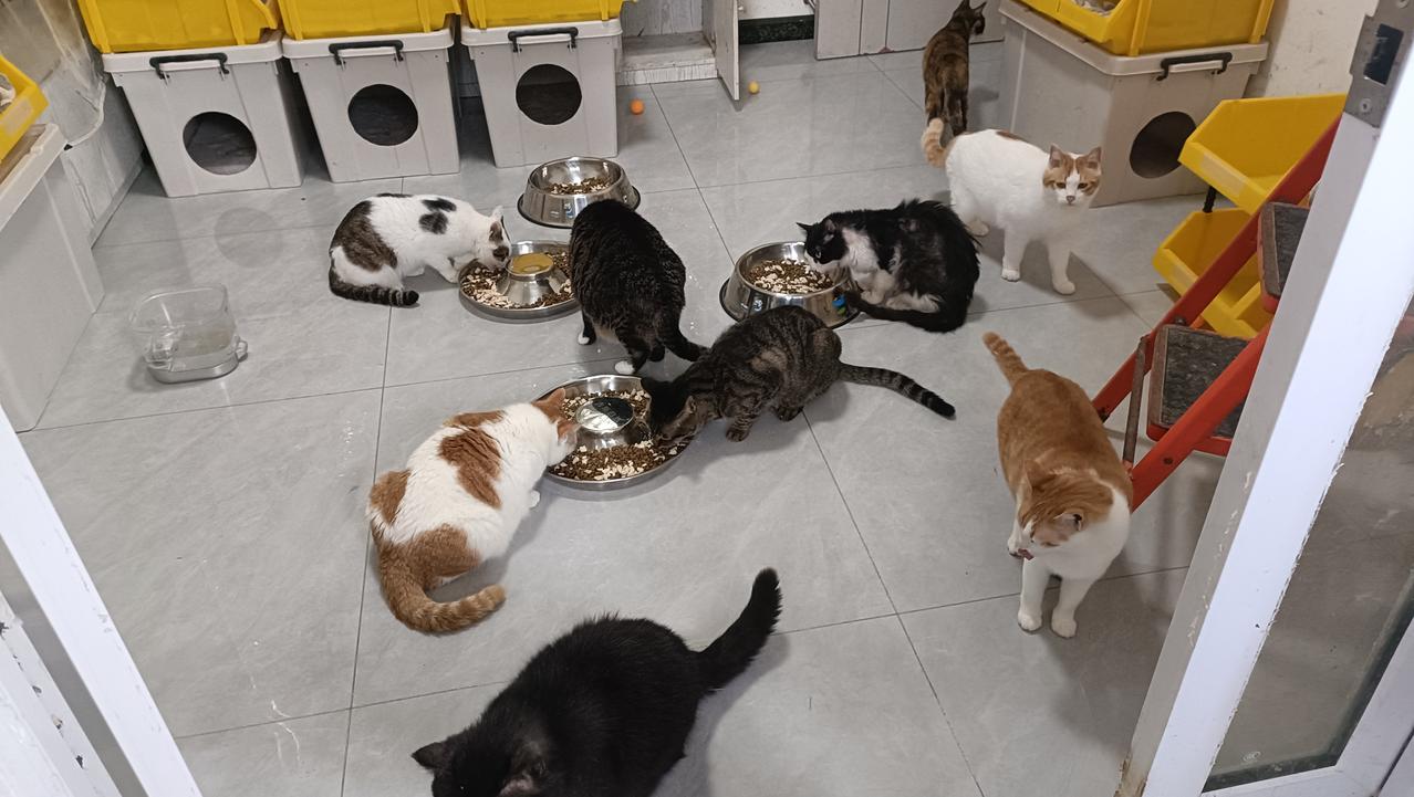 天气渐渐炎热，我把两个大号猫别墅从猫屋挪到后院，这样可以方便我家猫咪躺在笼子顶上