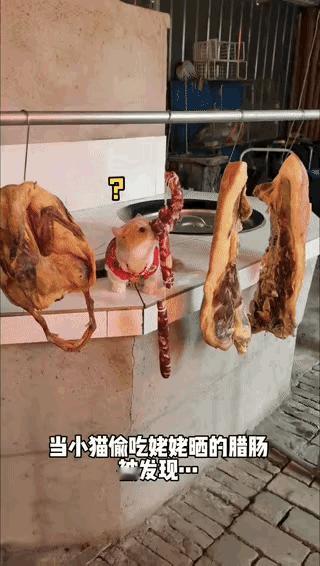 “安徽，一只小奶猫偷吃姥姥晾的香肠，当场被抓包，姥姥干脆把它挂在了香肠架上，不料