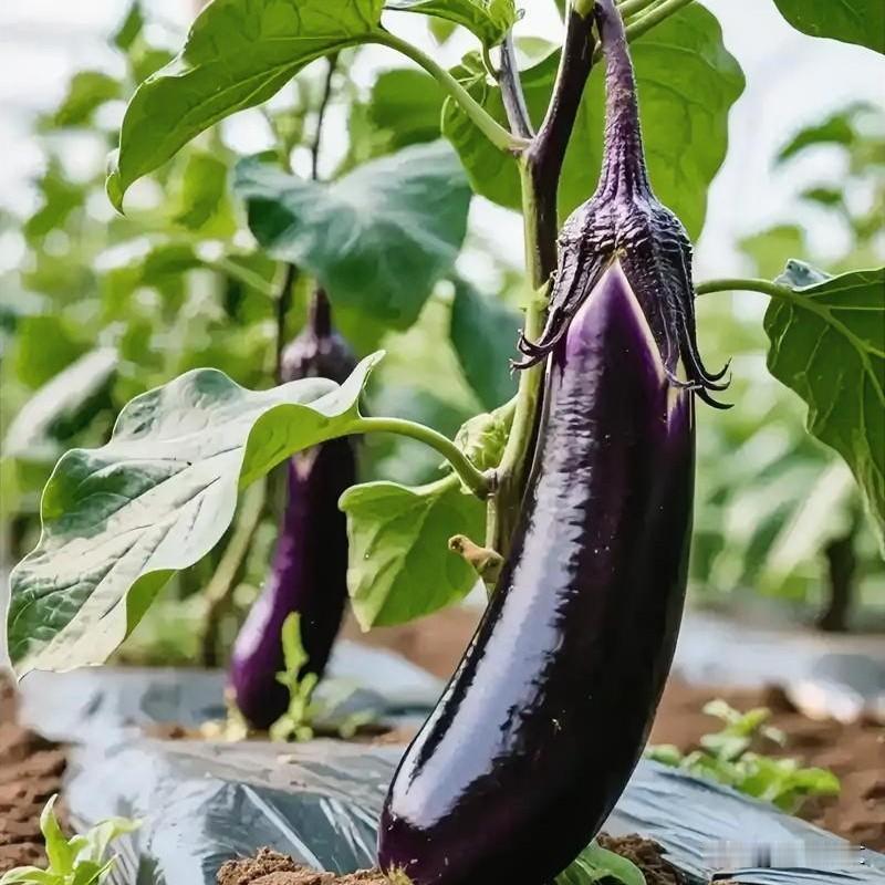 种茄子别乱追肥！抓住2个黄金期，茄子挂满枝摘不完同样是种茄子