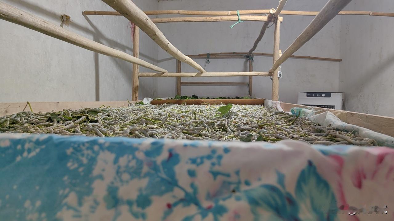 蚕眠桑叶稀。