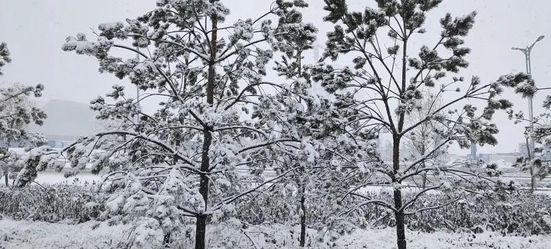 山东大概率会有大范围降雪啦！12月10日山东省气象台通报，受两次强冷空气影响，1