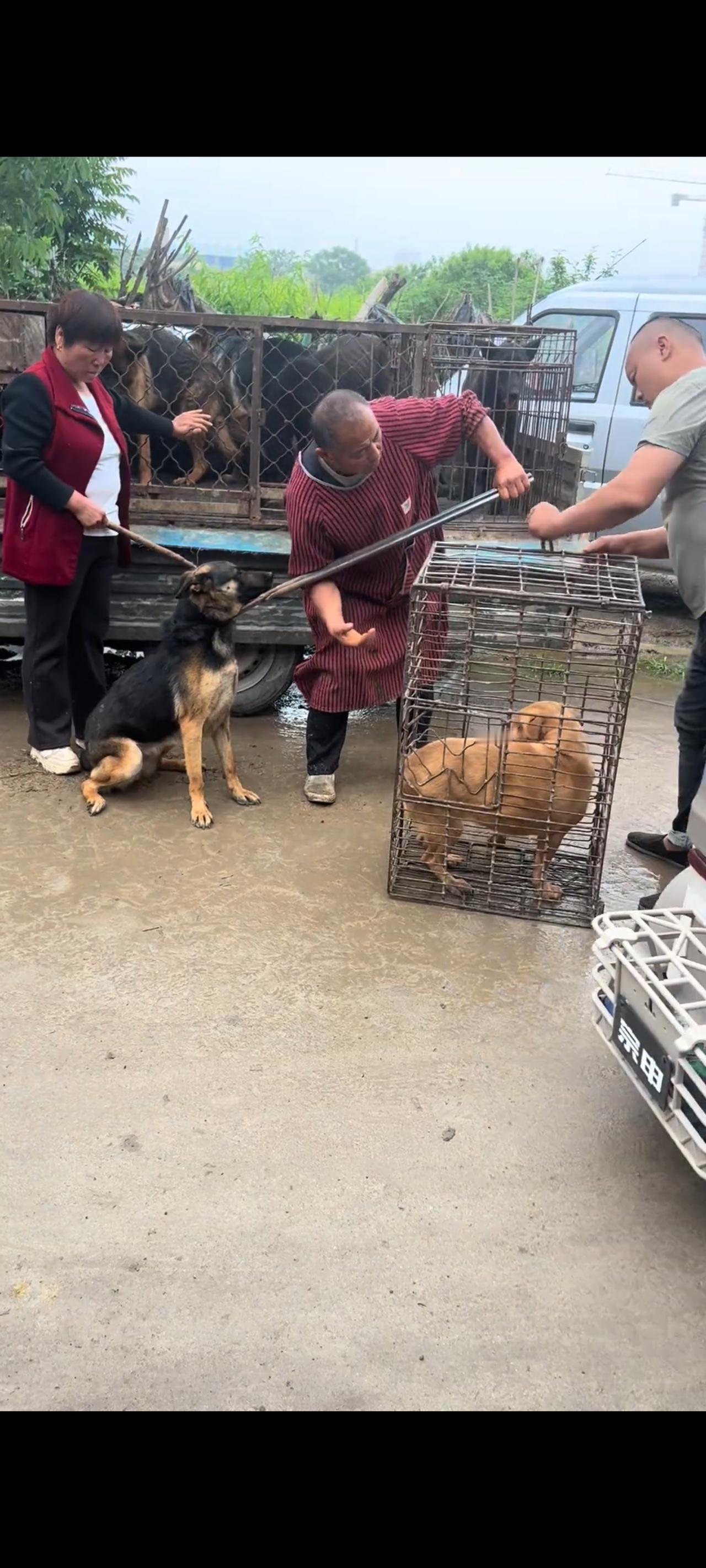 面前的狗贩子正紧张有序的将收集回来的流浪狗全部都装入到了铁笼里面，等待价格谈好以