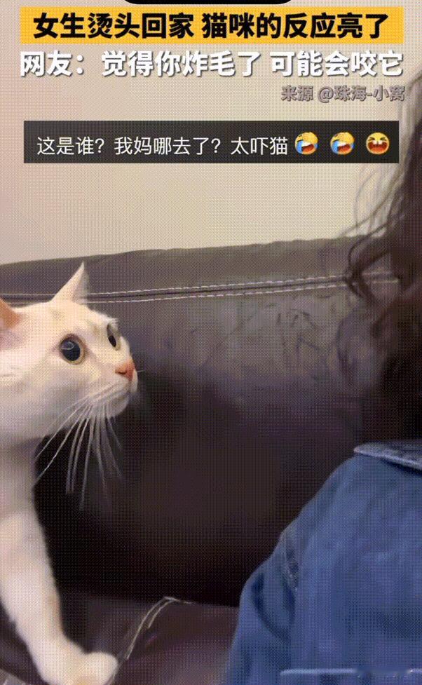 笑不活了！广东，女子烫个头回来，家里的小猫竟然不认识自己了。猫咪的反应亮了，直接