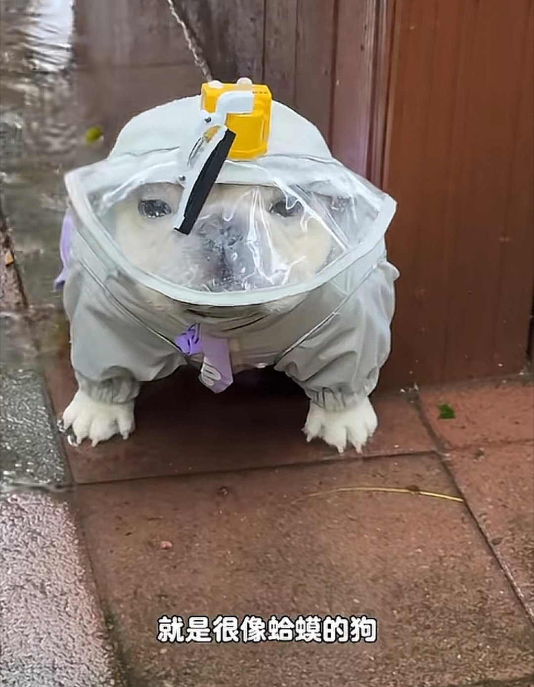 蛤蟆狗