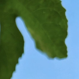 0001百香果种植方法如下：一、环境要求：百香果适宜在温暖湿润的环境生长，一般温
