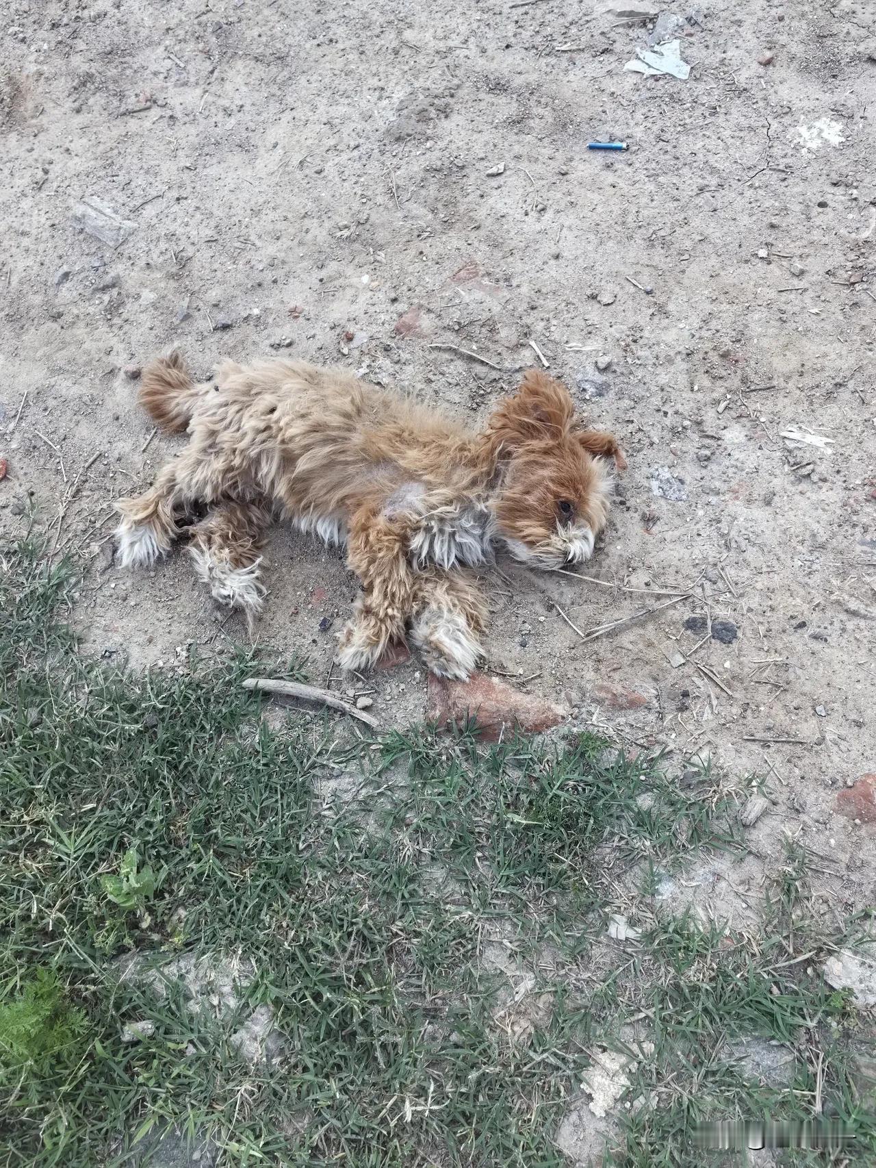 这只流浪狗曾是女主人手心里的宝贝如今却饿死街头。还记得去年打扮入时得美女经常抱着