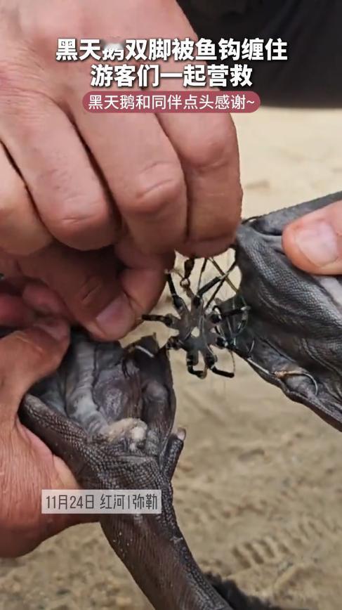 “太有灵性了！”11月24日，云南弥勒，一外地游客在河边游玩时，一只黑天鹤突然朝