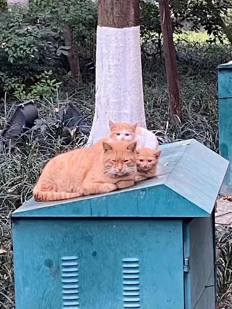 以为是一家三口?四脸懵五脸懵小猫咪是看不腻的