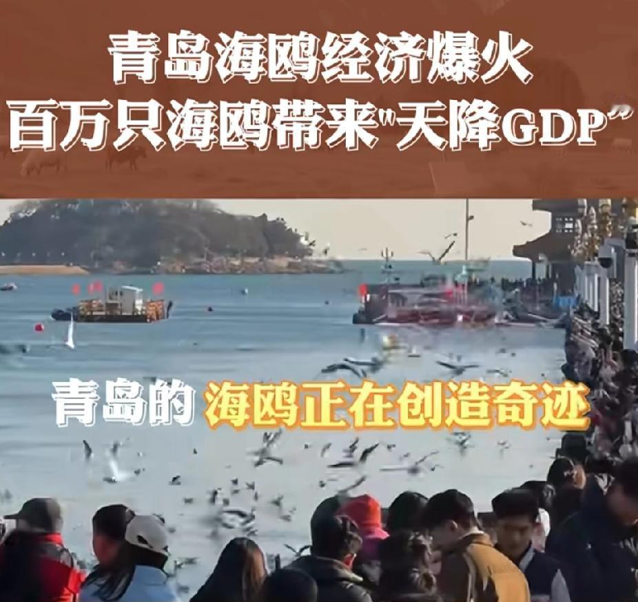 青岛的冬天成了旅游旺季了，这多亏了勤劳智慧的青岛人民，多年的努力让这里的海鸥创造