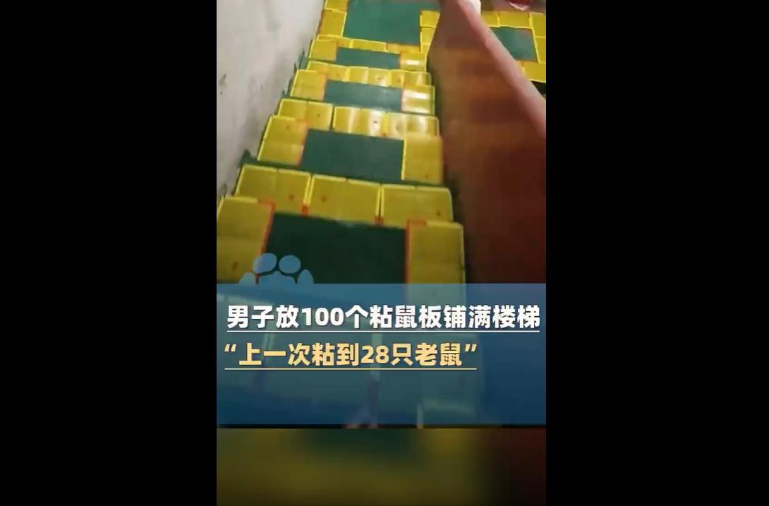 近日，广东东莞一男子因仓库常遭老鼠偷吃杂物和垃圾，忍无可忍之下，在楼梯铺满100