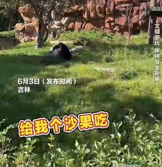 笑不活。吉林，一女子去动物园看猩猩时，看到猩猩院里有沙果，于是女子便向猩猩要果子