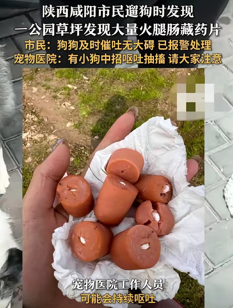 陕西咸阳这事儿也太恶毒了！公园里的草坪上藏着好多半截火腿肠，掰开一看，里面全是白