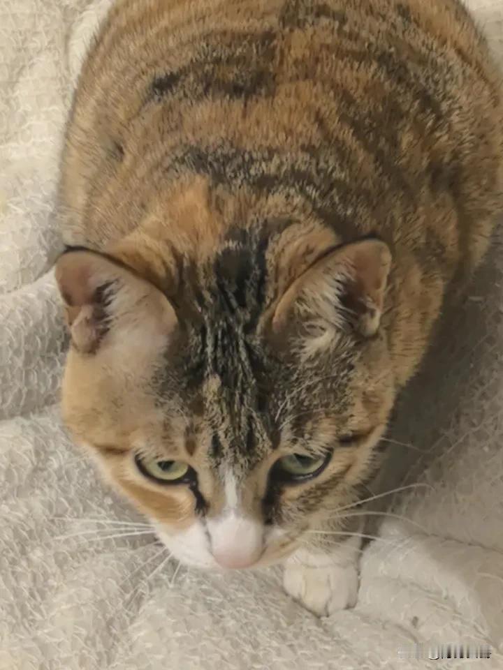 我这个猫已经4天不吃不喝了，不吃不喝也不动。自从她发情跑出去又回来，性情大变