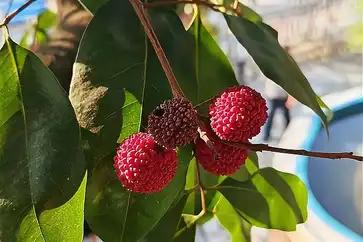 冬日奇景！东莞荔枝树“反季”挂果当北方城市已被皑皑白雪覆盖，东莞却上演了一幕