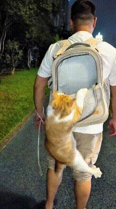 这个视频我看了好几遍，晚上主人背着猫包出门遛弯，小猫从主人的肩膀往下钻，想要钻进