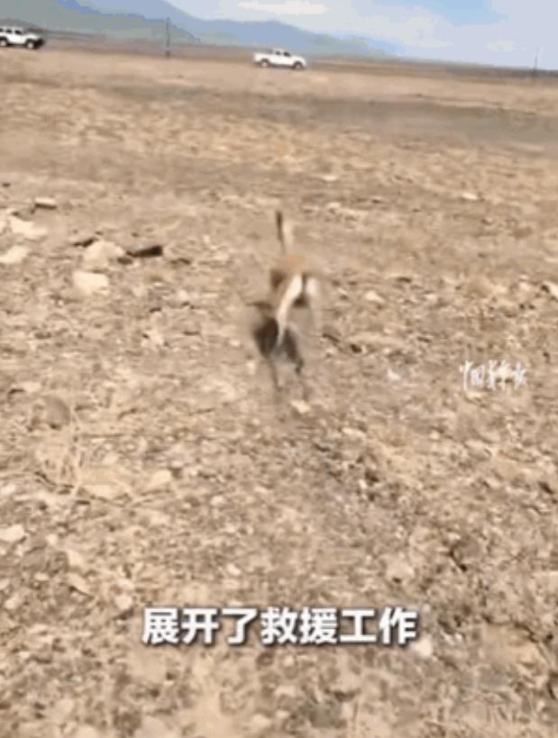 近日，新疆哈密一男子开车突遇一群羚羊，它们正在跨越河渠，不料，母羚羊一个动作直接