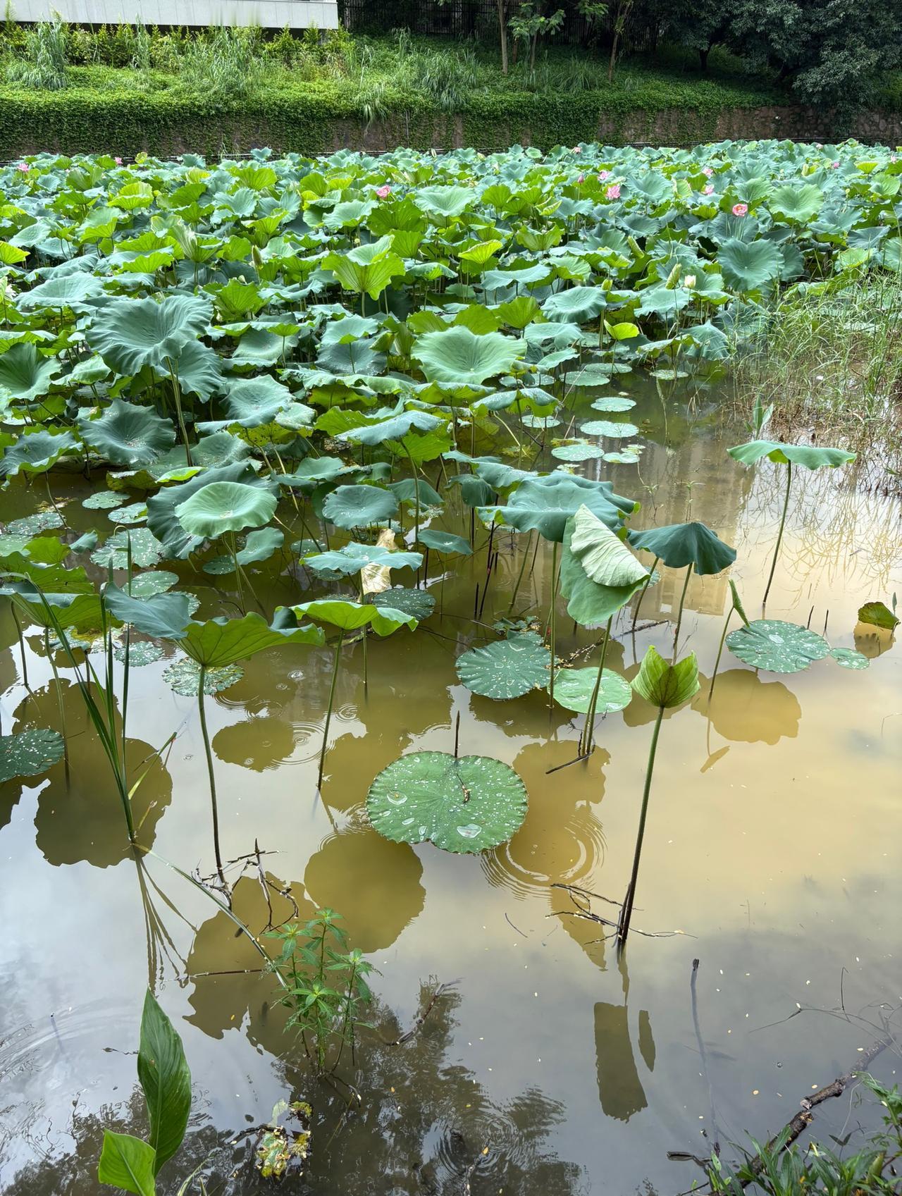 今天和一个钓友路过一个荷塘边的时候，钓友说这个塘里面绝对好多大板鲫！他说鱼