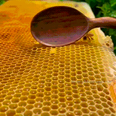 蜜蜂：你清高，你了不起