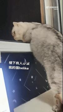我看看怎么个事宠物卖萌中心​​​