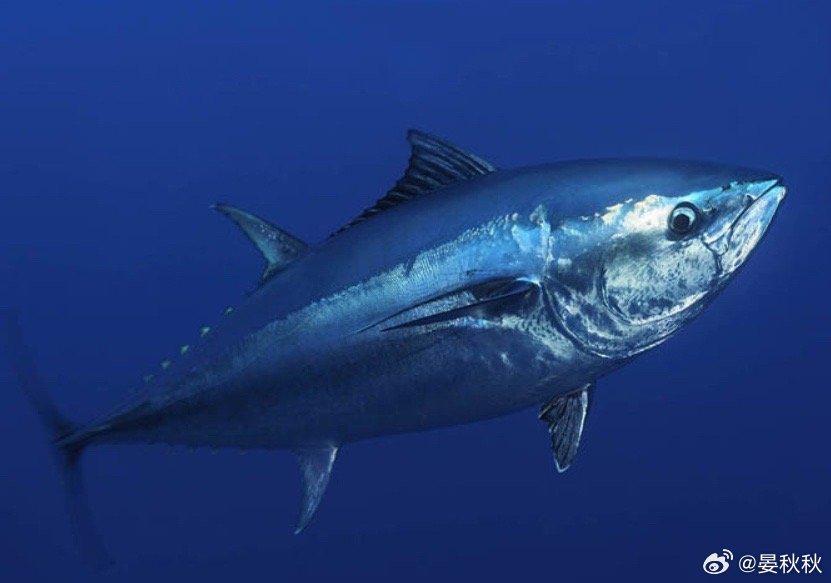 六种鱼要少吃水产专家说，自己很少吃六种鱼。哪六种？为什么？现在老百姓可以吃什么鱼