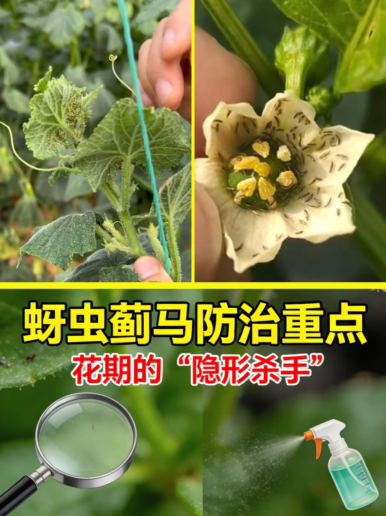蚜虫蓟马防治重点！。蚜虫