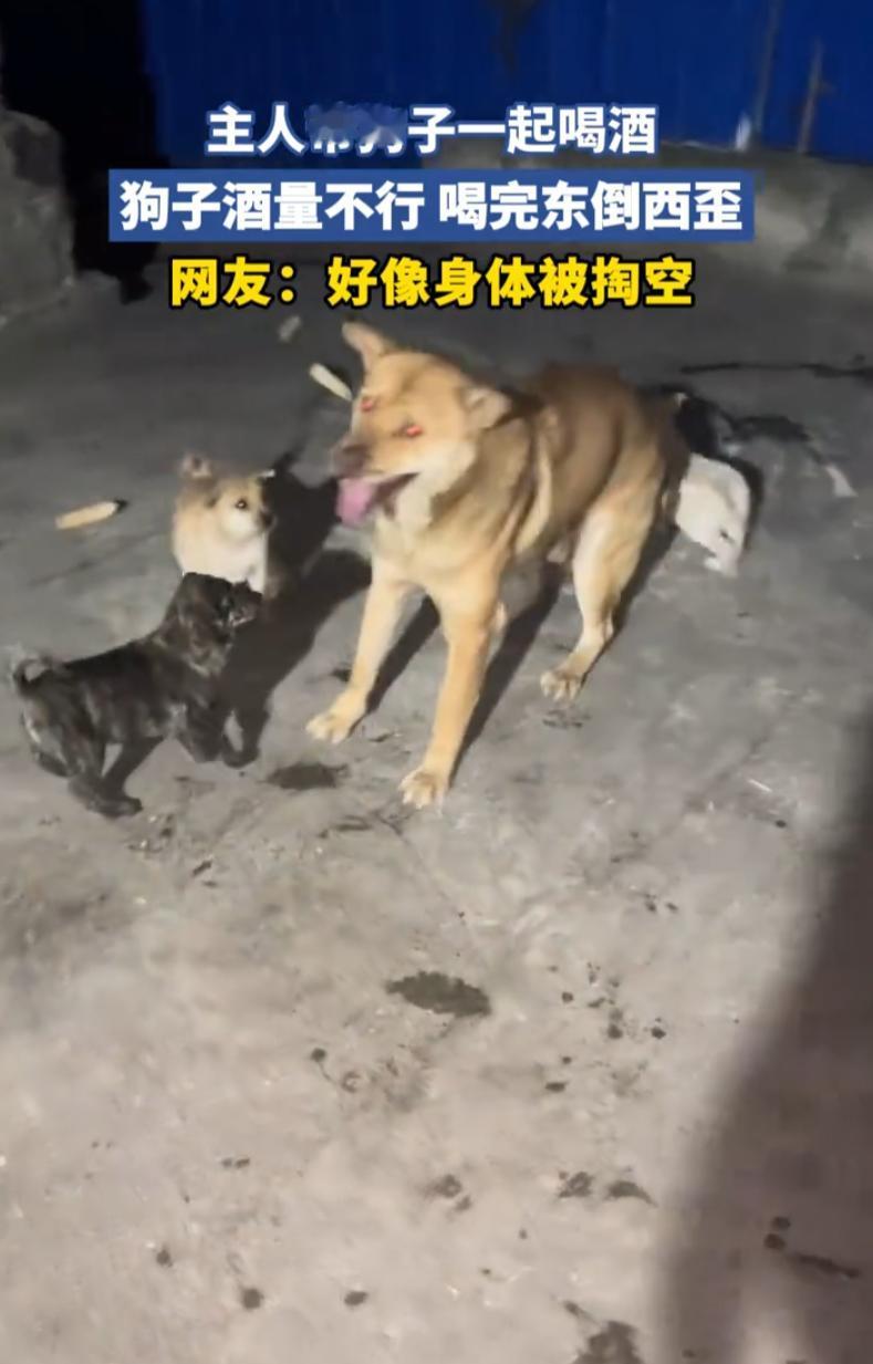 其实并不好笑！男子吃饭时觉得无聊，就把狗子拉过来跟他一起喝酒，结果没喝多少，狗子