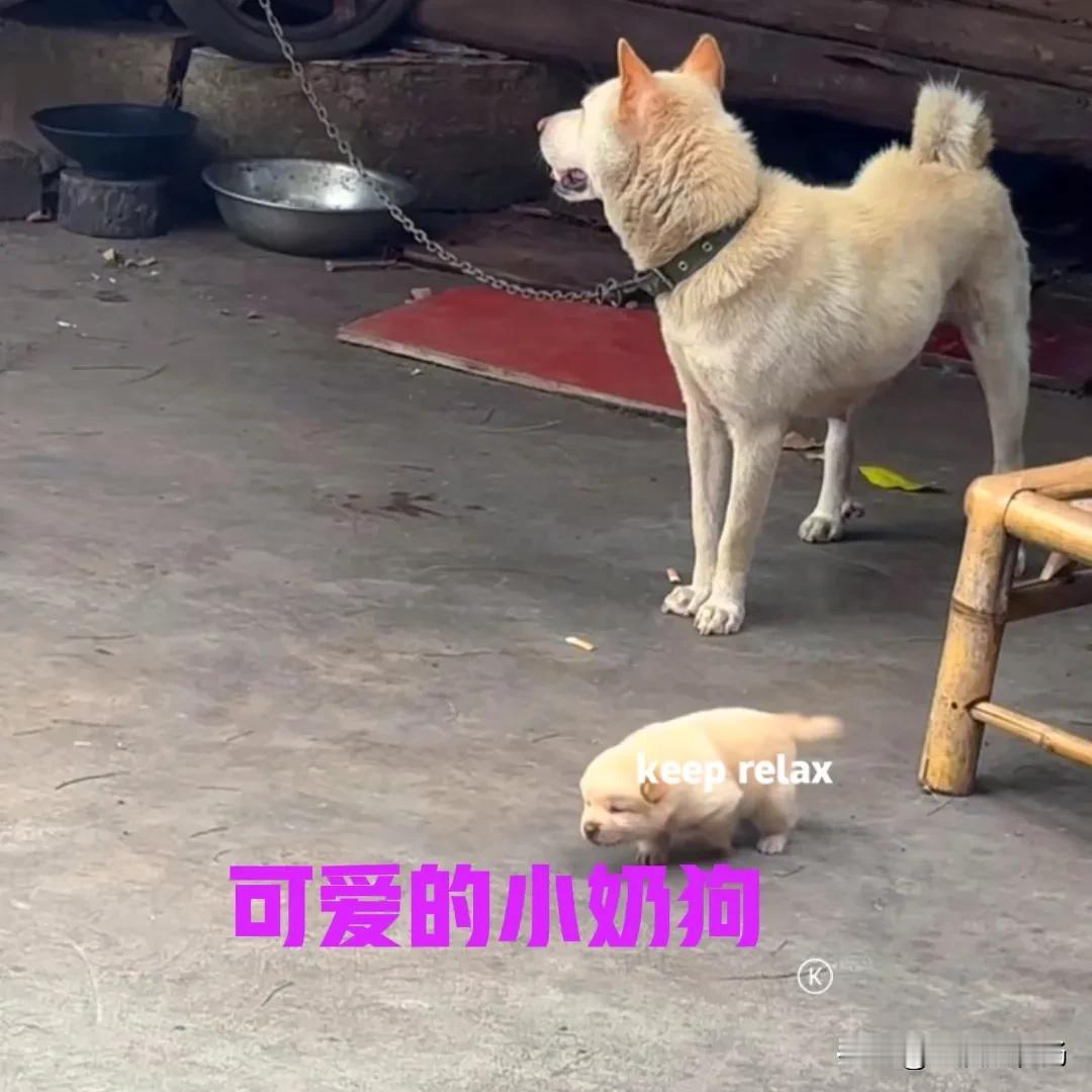 五一节回了一趟老家，得知邻居家的母狗下崽了，趁着串门的机会，去看看小狗长什么样？