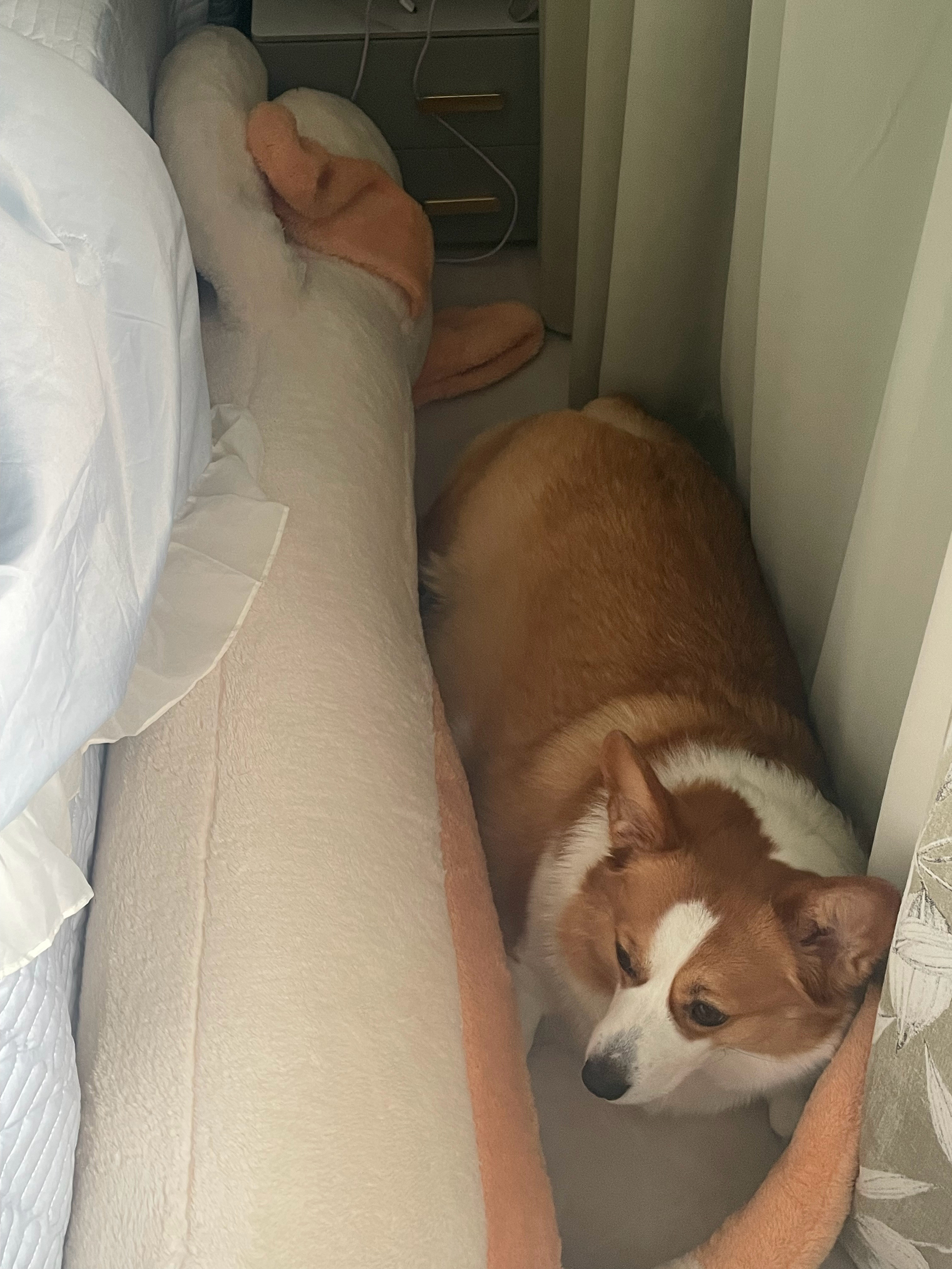 小狗和大狗🐕